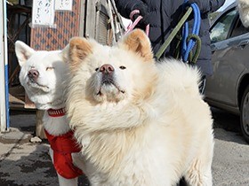 飼い主との別れから１カ月あまり、秋田犬「わさお」は今