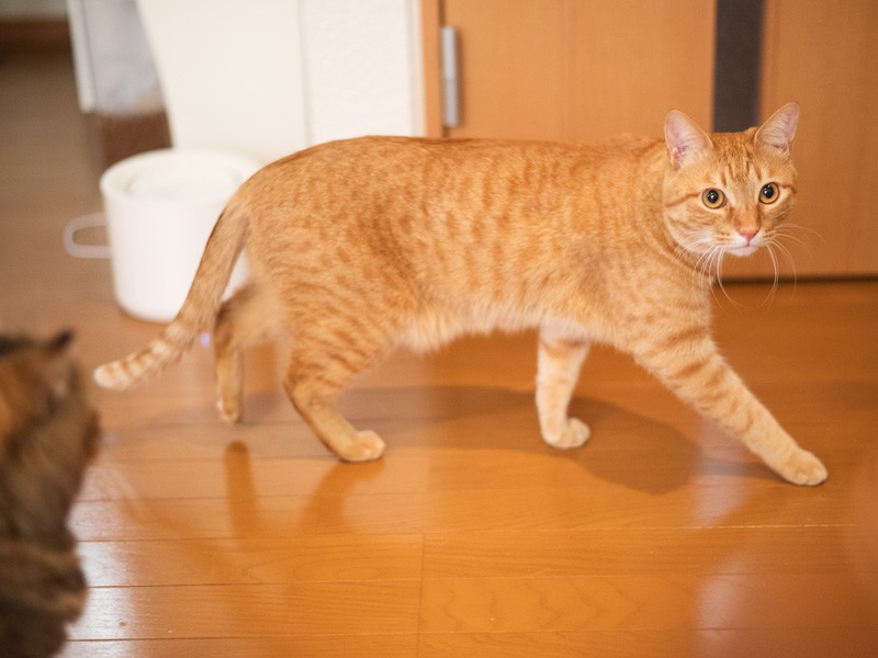 「カジ、あなた落ち着きがないわね」（小林写函撮影）