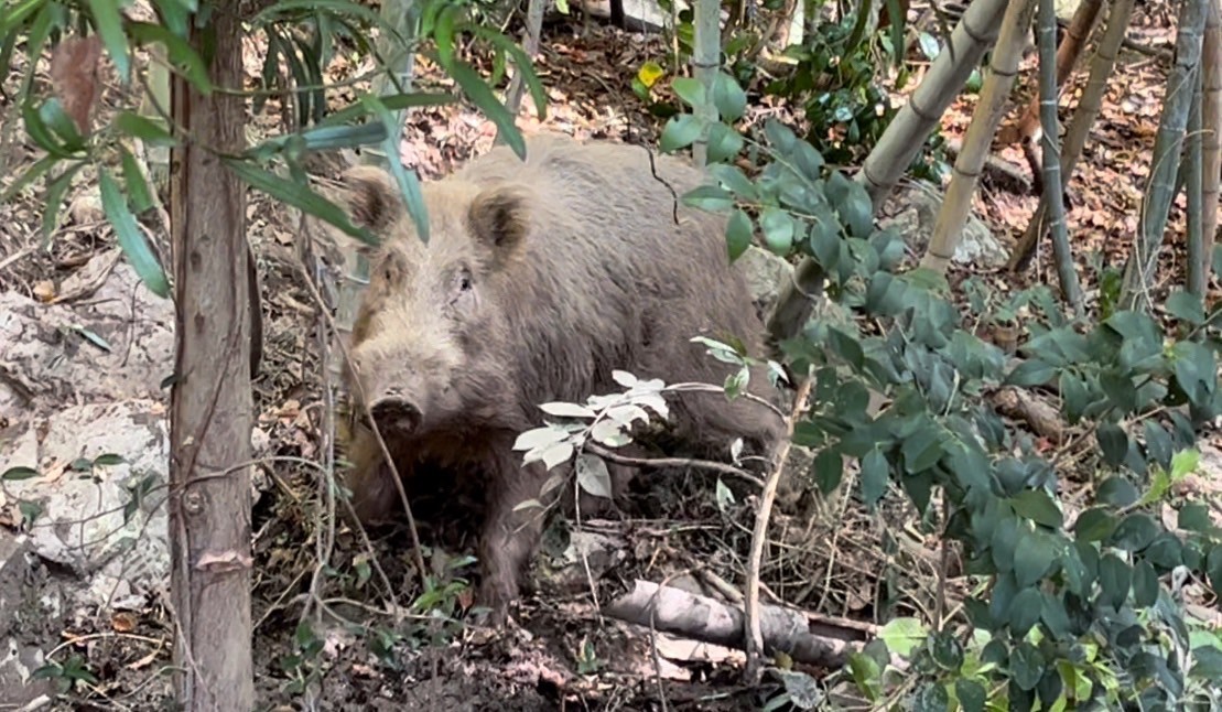 「イノシシ大尊敬してます！」年間25頭捕獲のわな猟師、目指すは“獲る”だけじゃない命の循環 ほ・とせなnews