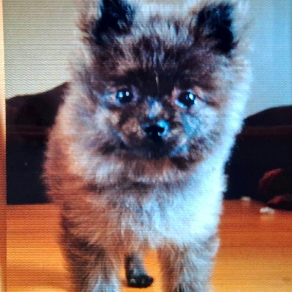 15年前、家族として迎え入れたころのどんちゃん（画像提供：どんべえさん）