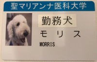 勤務犬モリスの職員証。病院で職員の一員として活動中（提供写真）