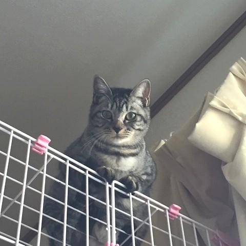 ケージ上の高い所が好き