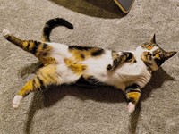 目から光線が出ているように見えるしじみさん（画像提供：すずきさん）