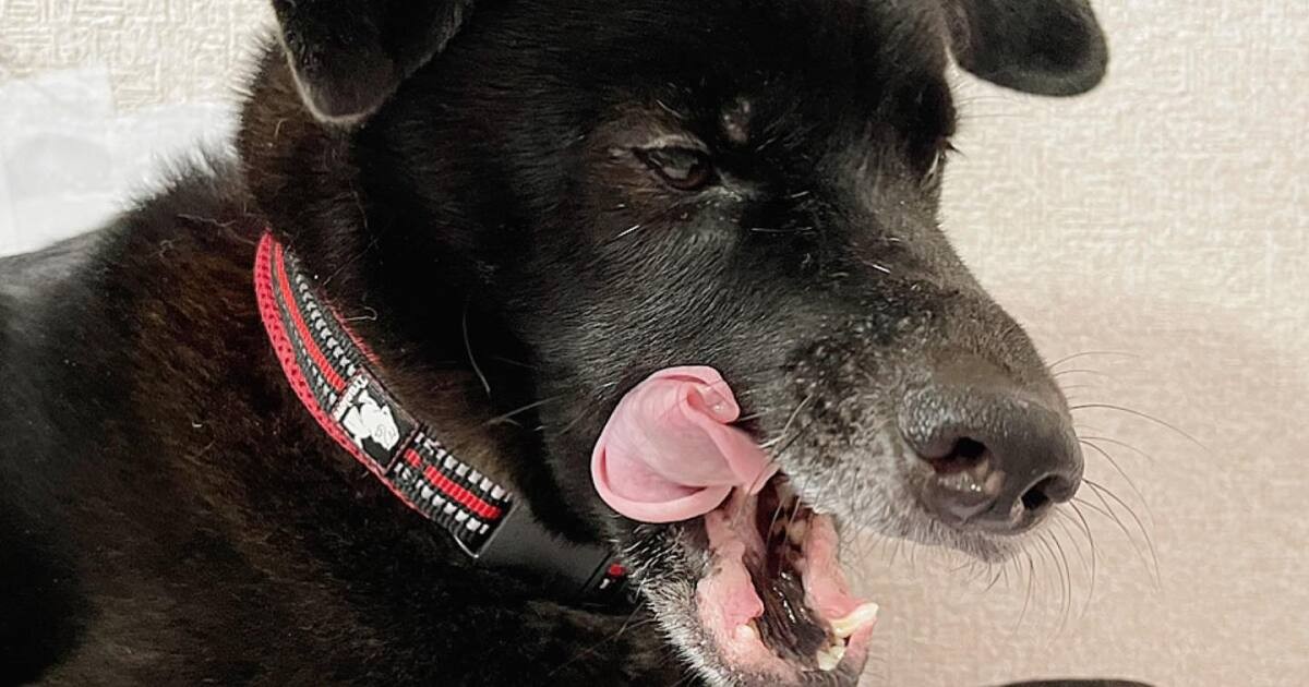 この子と暮らすようになって生きる理由が出来ました 優しく寄り添う雑種犬「ロック」 | 「犬や猫ともっと幸せに」をコンセプトにしたWEBメディア ...