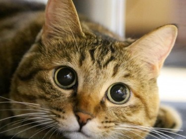 ペットの心と体の健康に、「中医学」を取り入れるといいワケ