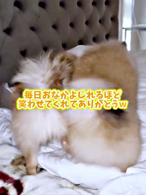 ホリホリの手が止まらないテディくん、ベアくん（画像提供：ベアさん家さん）