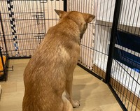 トライアル先でパンジーと大喧嘩となり、1匹だけ戻ることになったビオラ