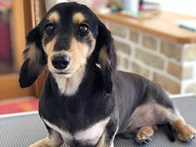 よそ行き顔でおネエ座り　ミニチュアダックスの「ユノ」くん 