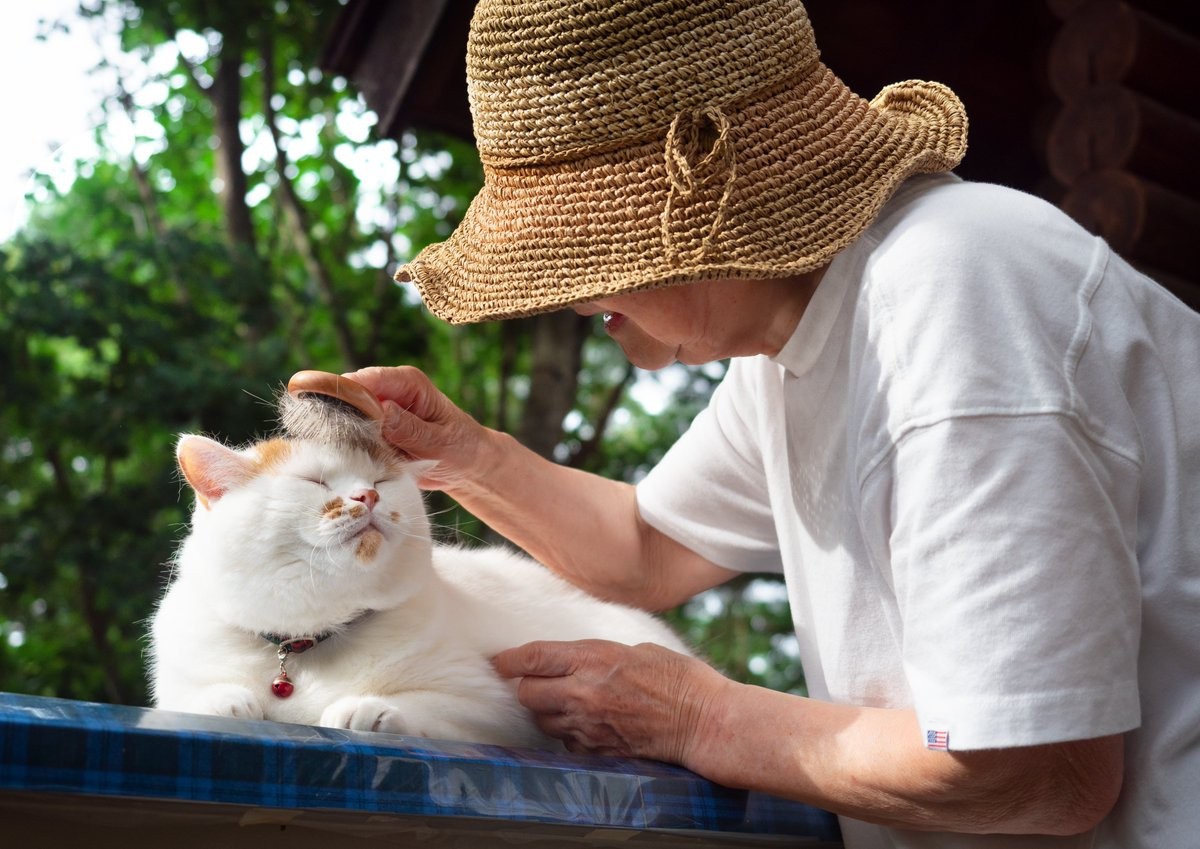 ピザだ、鏡餅だ、いやニャンコだ…ふっくら猫さんが話題 「かなりの