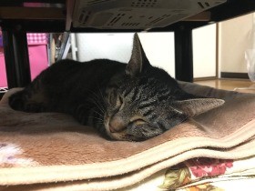 地震直後「猫がいなくなった」ツイート多数　なぜ、どこへ？