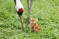 岡山県自然保護センター提供