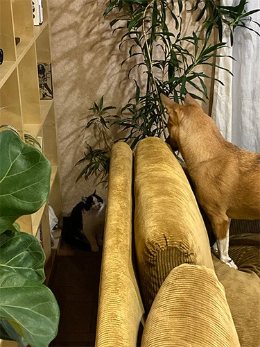 ソファを盾にお互いを確認。福はワンと吠えることがない犬なのです。なので猫にもまったく吠えません。それが功を奏した？