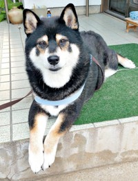 微笑んでる！？ 優しげな表情の豆さん（画像提供：まめたろうさん）