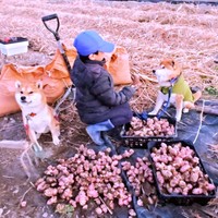 みんなで力を合わせてスーパーフード菜園を守ります（画像提供：柴犬が作る幻の赤いキウイさん）