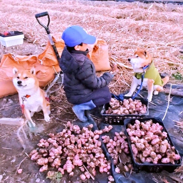 みんなで力を合わせてスーパーフード菜園を守ります（画像提供：柴犬が作る幻の赤いキウイさん）