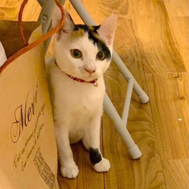 大津湯にやってきたばかりのころ（智也子さん提供）