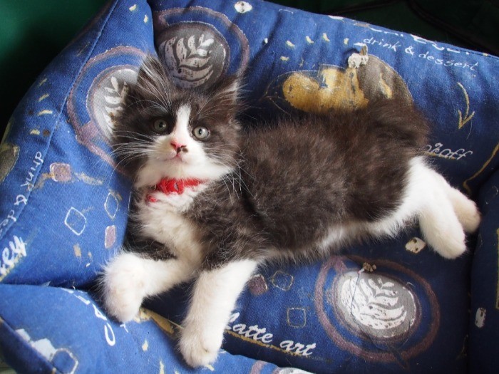 保護されてしばらくは、大きなネットハウスの中で過ごした。