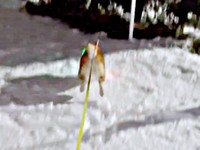 雪を目にして勢いよく飛び出したハクくん（画像提供：HAKU_shiba2020さん）