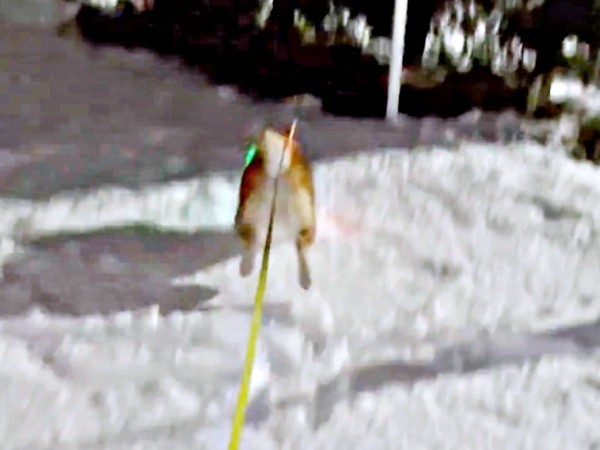 雪を目にして勢いよく飛び出したハクくん（画像提供：HAKU_shiba2020さん）