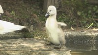 4年ぶりに白鳥のひなが2羽誕生　倉敷美観地区