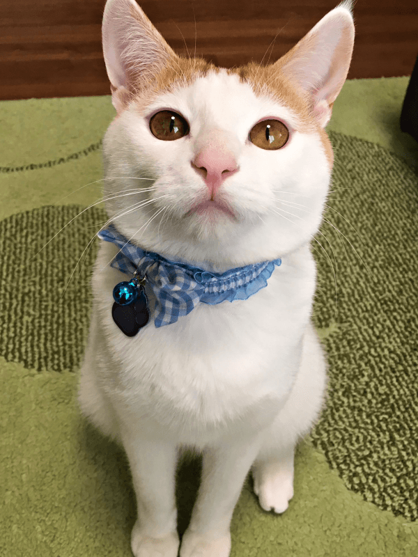 美男子に成長したむぎちゃん（画像提供：むぎさん）