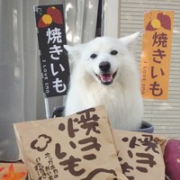 【ビフォー】売り子さんが可愛い「犬の焼きいも屋さん」。この後の展開にびっくり！（画像提供：くーさんママさん）