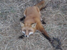 毛皮のために苦しむ動物をなくすため　実態を知り、買わないという選択を