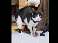 早朝目を覚ました飼い主さん。ウシくんが警戒モードに（画像提供：ヤギ ウシさん）