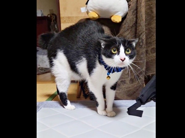 早朝目を覚ました飼い主さん。ウシくんが警戒モードに（画像提供：ヤギ ウシさん）