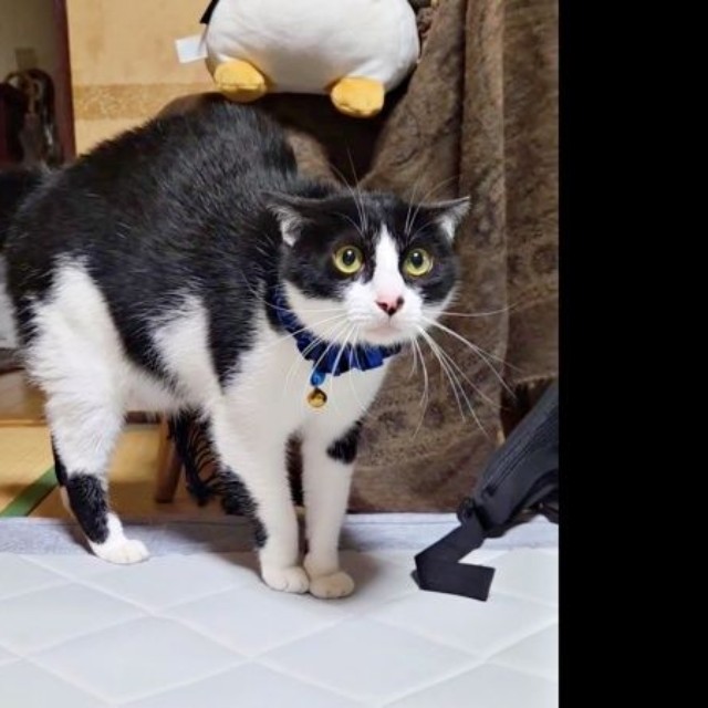 早朝目を覚ました飼い主さん。ウシくんが警戒モードに（画像提供：ヤギ ウシさん）