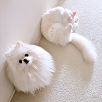 トイレを出たらーー出待ちしていたゆきみちゃん（手前）、だいふくくん（後ろ）（画像提供：ゆきみとだいふくさん）