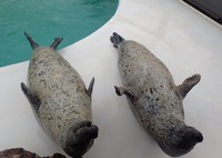 6月下旬くらいに撮った写真。左がシン、右がモモ。ツイートの写真と身体の大きさを比べてみて（画像提供：おたる水族館）