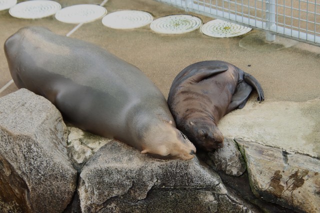 カリフォルニアアシカ 2023.9