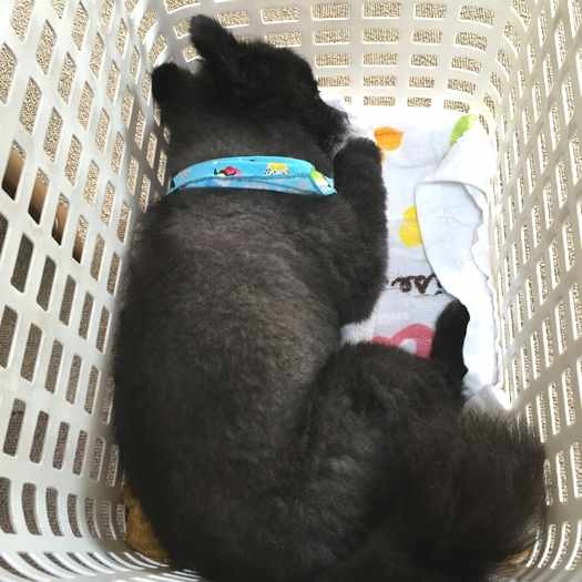 ゆうたんは、ここがとっても落ち着くらしい