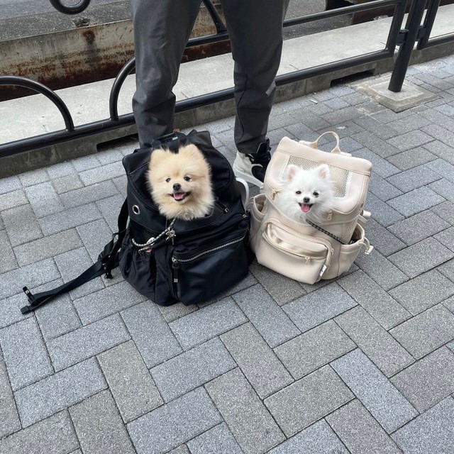 合計体重は７キロ！（画像提供：ころすけ＆ぺこ ポメラニアン兄妹さん）
