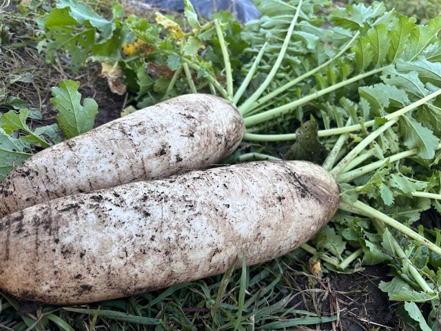 「青あざ症」の大根は、自身の畑で収穫したものだったそう（画像提供：もち子@ぱやちょるん暮らしさん）