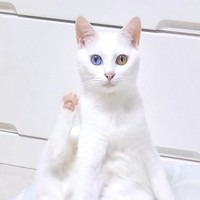 片後ろ脚のみをあげる器用なくららちゃん（提供：るかくらさん）