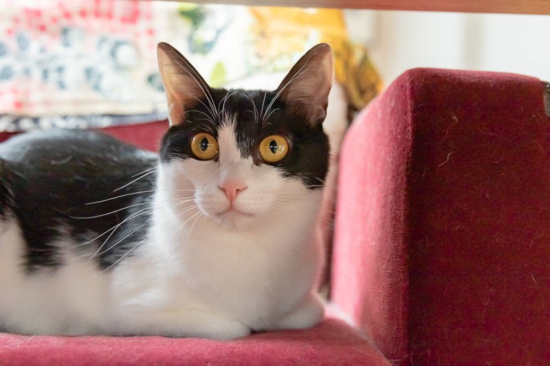 アップもいいね