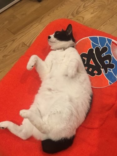 じつは心優しく前向き気質　