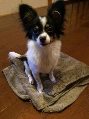 家にきたころの「金時」