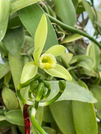 開花したバニラの花（conoconoさん提供）