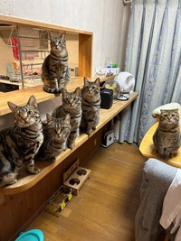 はるとさんたちと暮らすキジトラ猫さんたち（はるとさん提供）