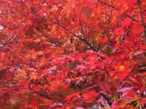 デキスト・リン