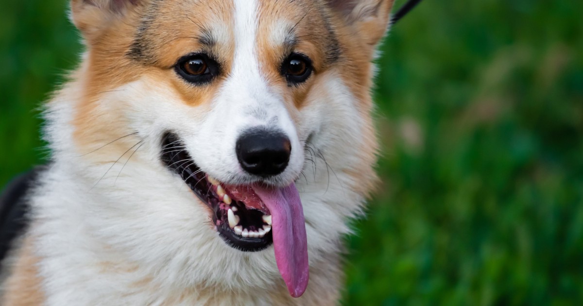夏到来 注意したい熱中症 症状と対策 なりやすい犬種や猫種は 犬 猫との幸せな暮らしのためのペット情報サイト Sippo