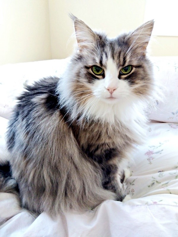 ふわもふの被毛が素敵なジュリちゃん（画像提供：みさ緒さん）