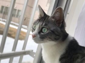 あれ？ 春の匂いがするニャ　大きなお目々のMIX猫「ちびこ」