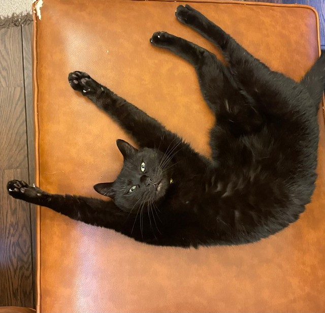 現在のトトちゃんの姿！（おすんしぃさん提供）