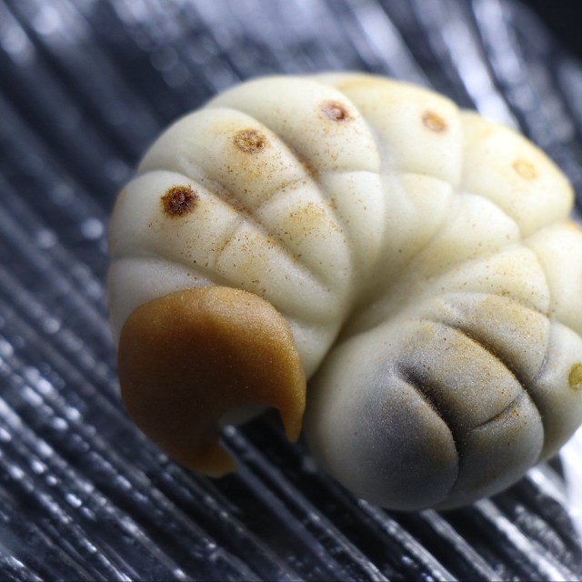 カブトムシの幼虫…まるで本物みたいです（御菓子司 長盛堂提供）