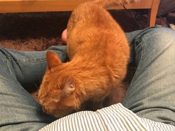 足を丸く閉じて、「猫ホイホイ」作戦開始