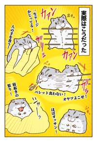 【漫画】「ハムスターを飼う前の想像と飼った後の思考こんな感じ」（提供：遊ハちさん）
